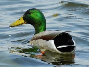 canard en coupe sur l'eau : calme en surface pour planifier et agité sous l’eau pour s'adapter en supply chain