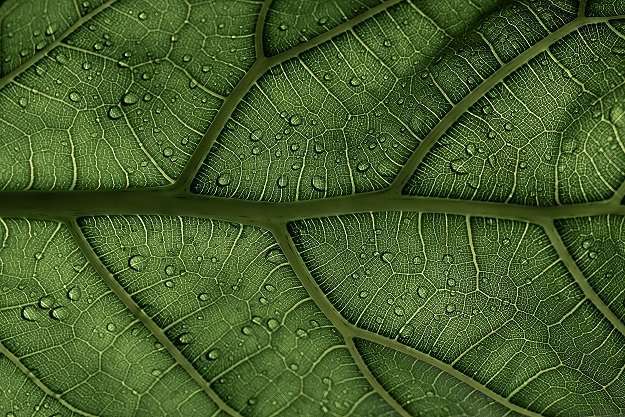 Chimie organique et vue détaillée des nervures d'une feuille