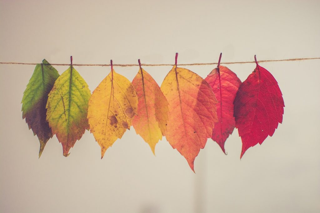 Feuilles d'arbres de couleurs pour illustrer le cycle de vie produit ou PLM