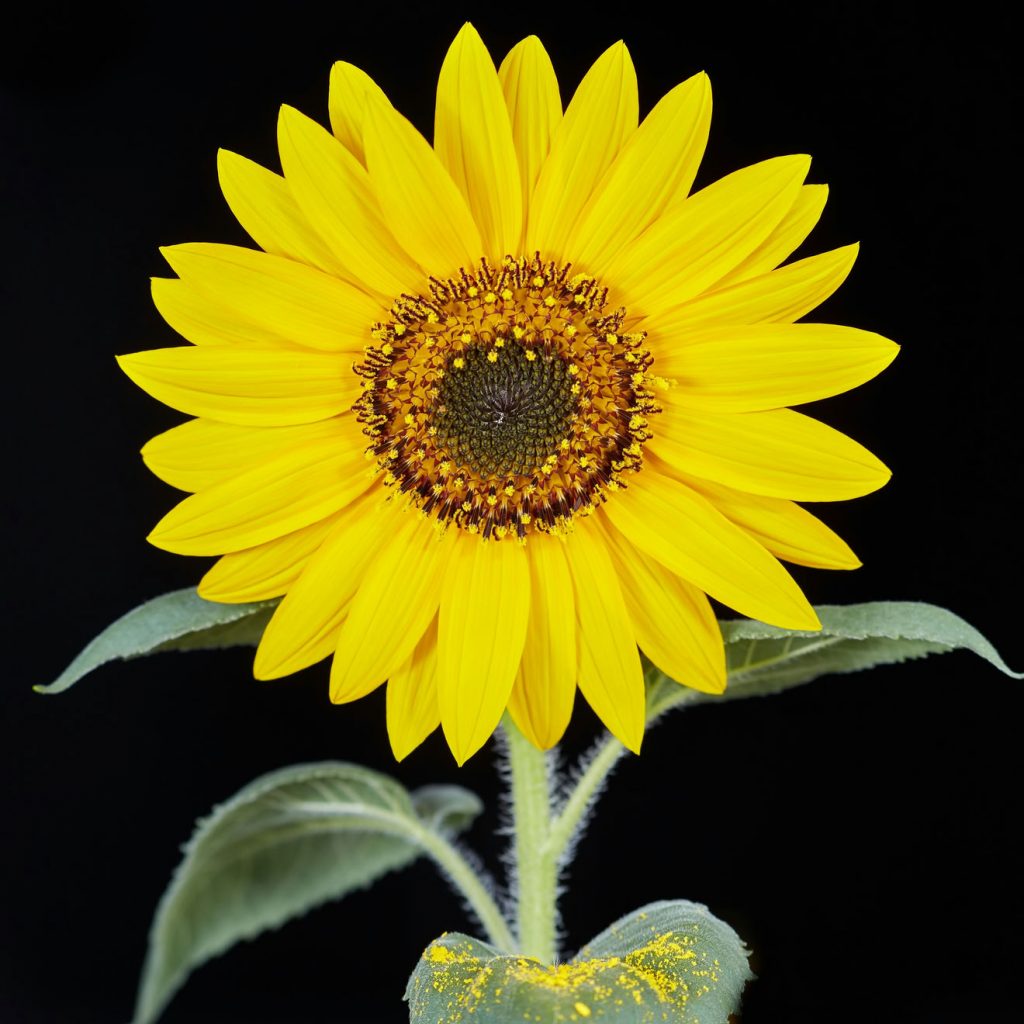 fleur de tournesol avec pollen illustrant les allerg&egrave;nes de parfum et normes EU 2026