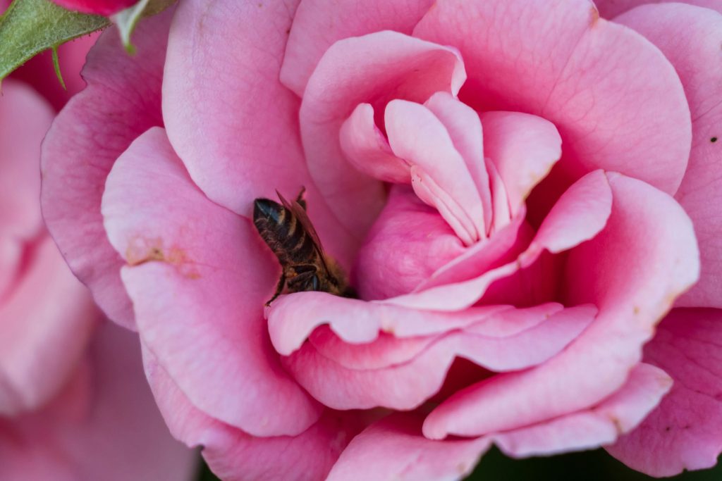 rose avec abeille &agrave; l&rsquo;int&eacute;rieur illustrant les allerg&egrave;nes de parfum &agrave; &eacute;ch&eacute;ance UE 2026