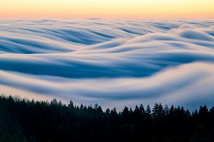 Vagues de brume au-dessus d'une forêt de pins noirs pour illustrer l horizon de planification S&OP